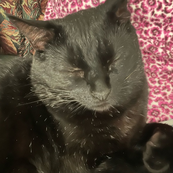 Meet your Posher, Carol - Picture 2 of 4